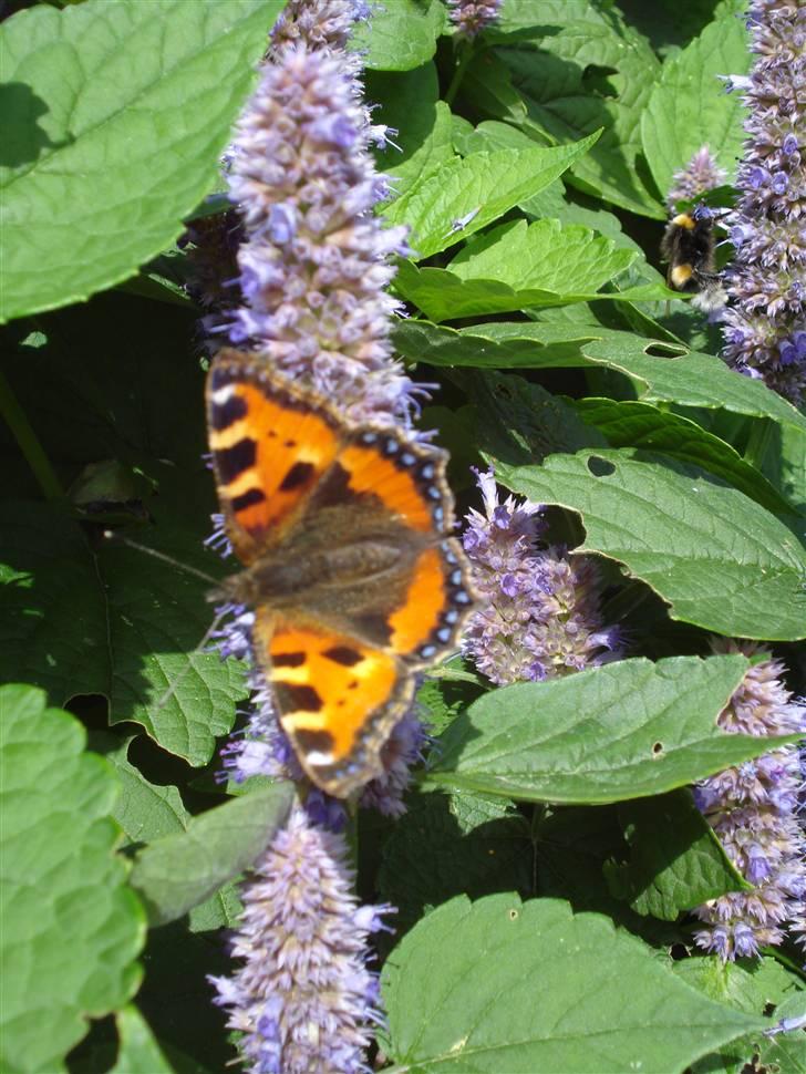 RE<3 Ranum efterskole<3 09/10 - På cykel tur til et gammelt kloster som er kendt for sin urte have
blomst
(foto:mig) billede 116
