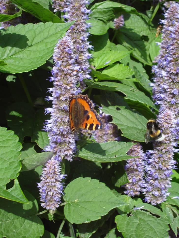 RE<3 Ranum efterskole<3 09/10 - På cykel tur til et gammelt kloster som er kendt for sin urte have
blomst
(foto:mig) billede 117