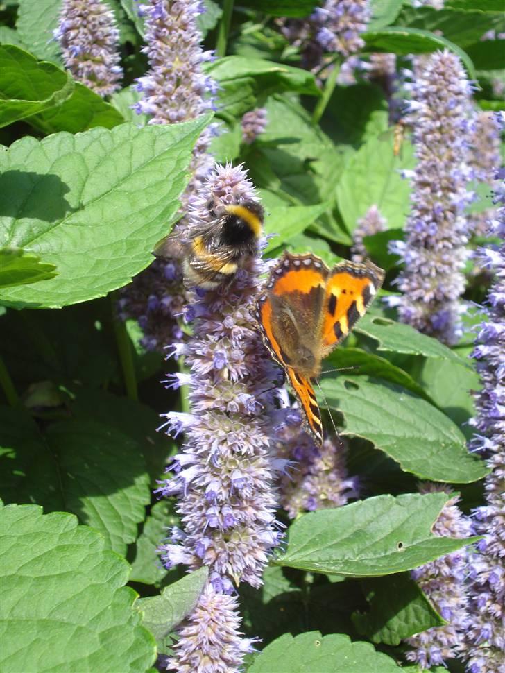 RE<3 Ranum efterskole<3 09/10 - På cykel tur til et gammelt kloster som er kendt for sin urte have
blomst
(foto:mig) billede 118