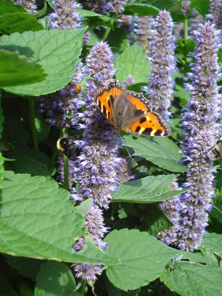 RE<3 Ranum efterskole<3 09/10 - På cykel tur til et gammelt kloster som er kendt for sin urte have
blomst
(foto:mig) billede 119