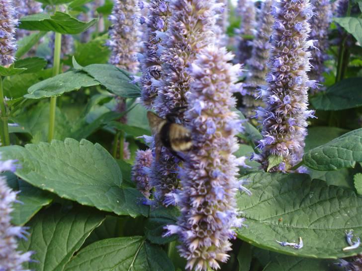 RE<3 Ranum efterskole<3 09/10 - På cykel tur til et gammelt kloster som er kendt for sin urte have
blomst
(foto:mig) billede 120
