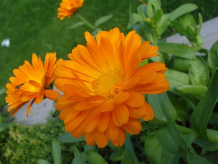 RE<3 Ranum efterskole<3 09/10 - På cykel tur til et gammelt kloster som er kendt for sin urte have
blomst
(foto:mig) billede 121