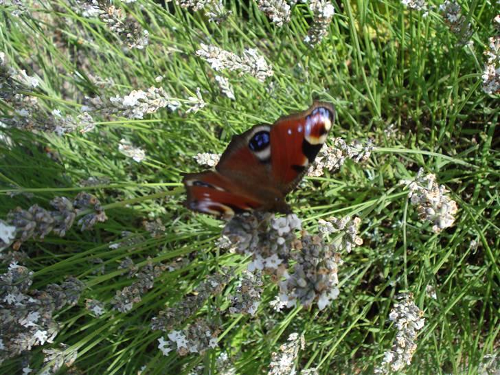 RE<3 Ranum efterskole<3 09/10 billede 125