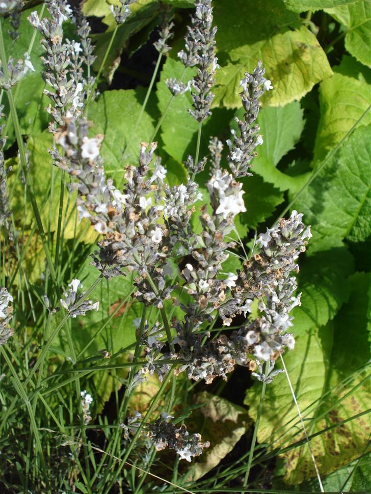 RE<3 Ranum efterskole<3 09/10 - På cykel tur til et gammelt kloster som er kendt for sin urte have
blomst
(foto:mig) billede 126