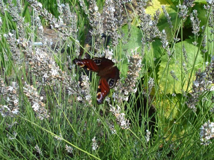 RE<3 Ranum efterskole<3 09/10 billede 127