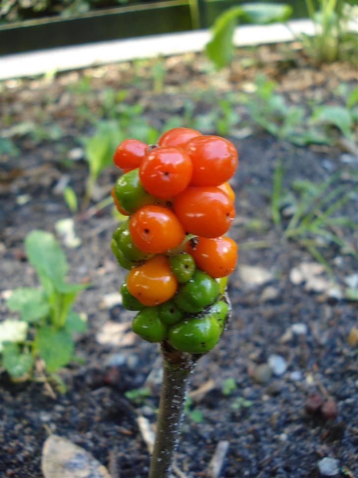 RE<3 Ranum efterskole<3 09/10 billede 128