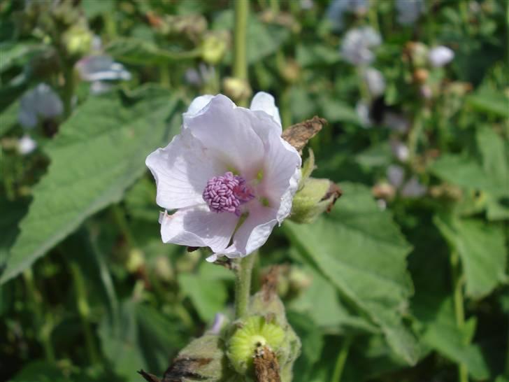 RE<3 Ranum efterskole<3 09/10 - På cykel tur til et gammelt kloster som er kendt for sin urte have
blomst
(foto:mig) billede 129