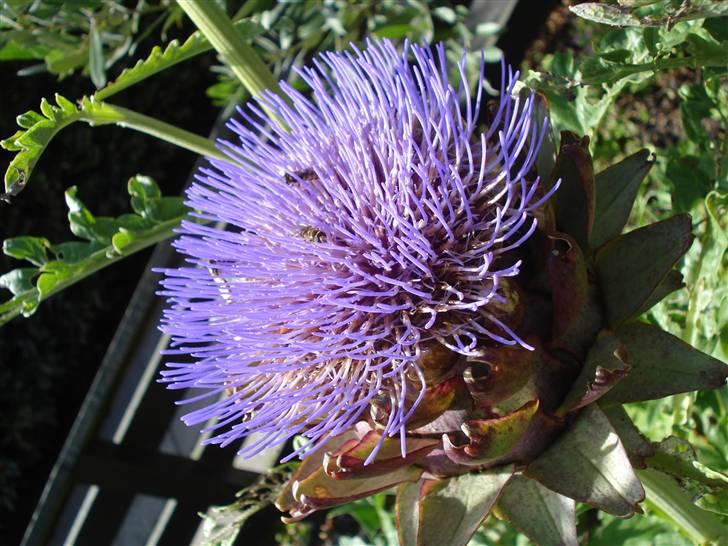 RE<3 Ranum efterskole<3 09/10 - På cykel tur til et gammelt kloster som er kendt for sin urte have
blomst
(foto:mig) billede 130