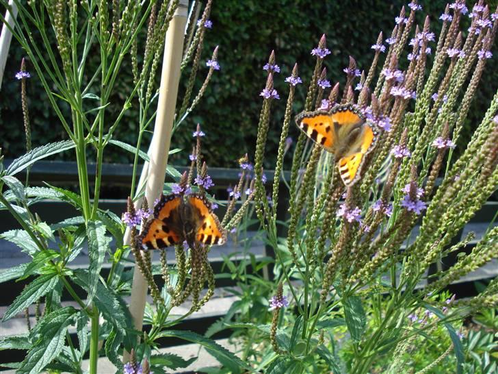 RE<3 Ranum efterskole<3 09/10 billede 131