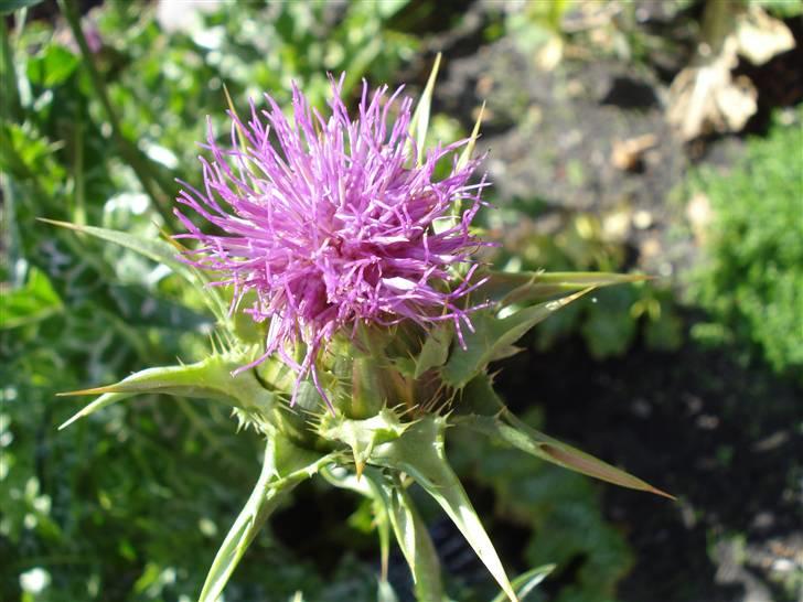 RE<3 Ranum efterskole<3 09/10 - På cykel tur til et gammelt kloster som er kendt for sin urte have
blomst
(foto:mig) billede 132