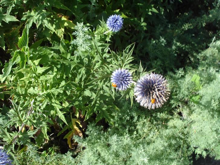 RE<3 Ranum efterskole<3 09/10 - På cykel tur til et gammelt kloster som er kendt for sin urte have
blomst
(foto:mig) billede 133
