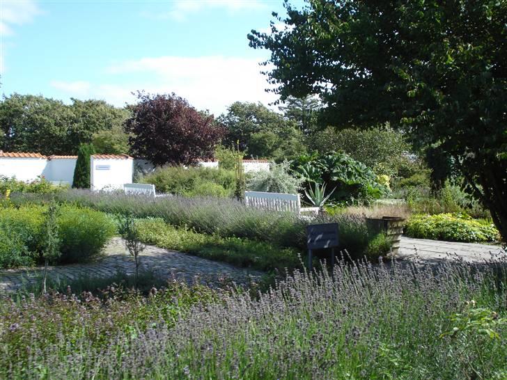 RE<3 Ranum efterskole<3 09/10 - På cykel tur til et gammelt kloster som er kendt for sin urte have
haven
(foto:mig) billede 137