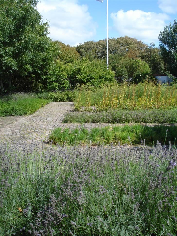 RE<3 Ranum efterskole<3 09/10 - På cykel tur til et gammelt kloster som er kendt for sin urte have
haven
(foto:mig) billede 138