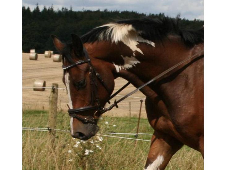 {{currentPhoto.altText}} billede {{currentPhoto.number}}