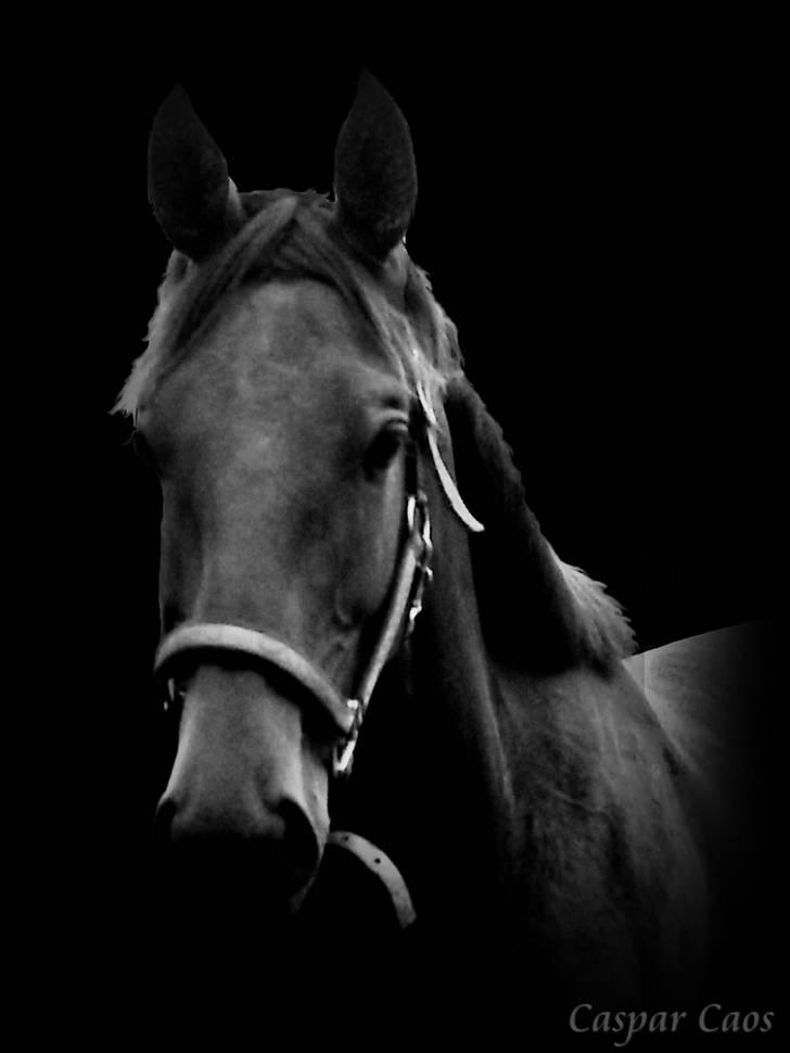 Lidt blandet billeder - behandlet med fotoprogram billede 1