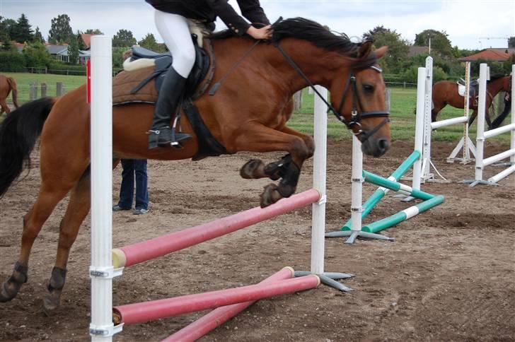 Bellinge rideklub - Stævne billede 8