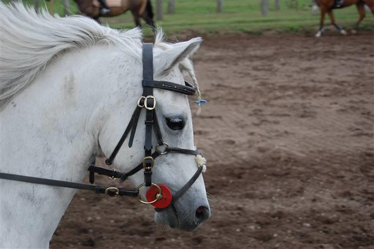 Bellinge rideklub - Stævne billede 1