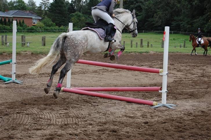 Bellinge rideklub - Stævne billede 43