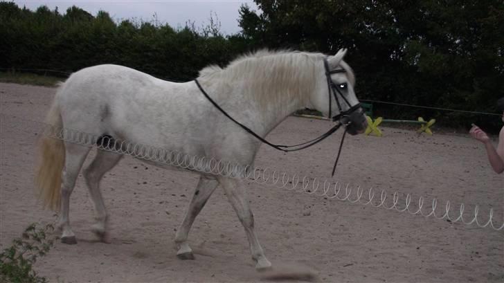 Træning med amiga på lyngby landbrugsskole billede 1