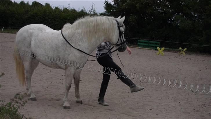 Træning med amiga på lyngby landbrugsskole billede 2