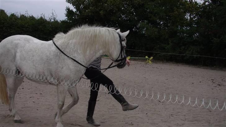 Træning med amiga på lyngby landbrugsskole billede 3