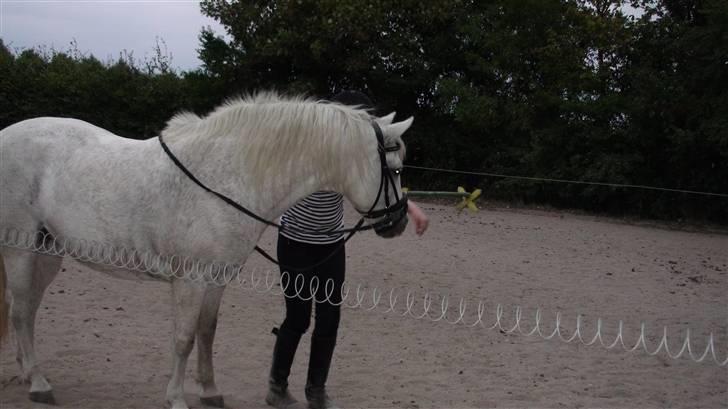 Træning med amiga på lyngby landbrugsskole billede 4