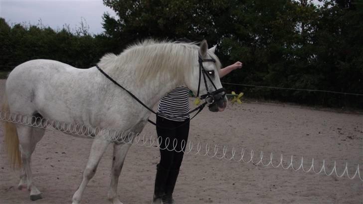 Træning med amiga på lyngby landbrugsskole billede 5