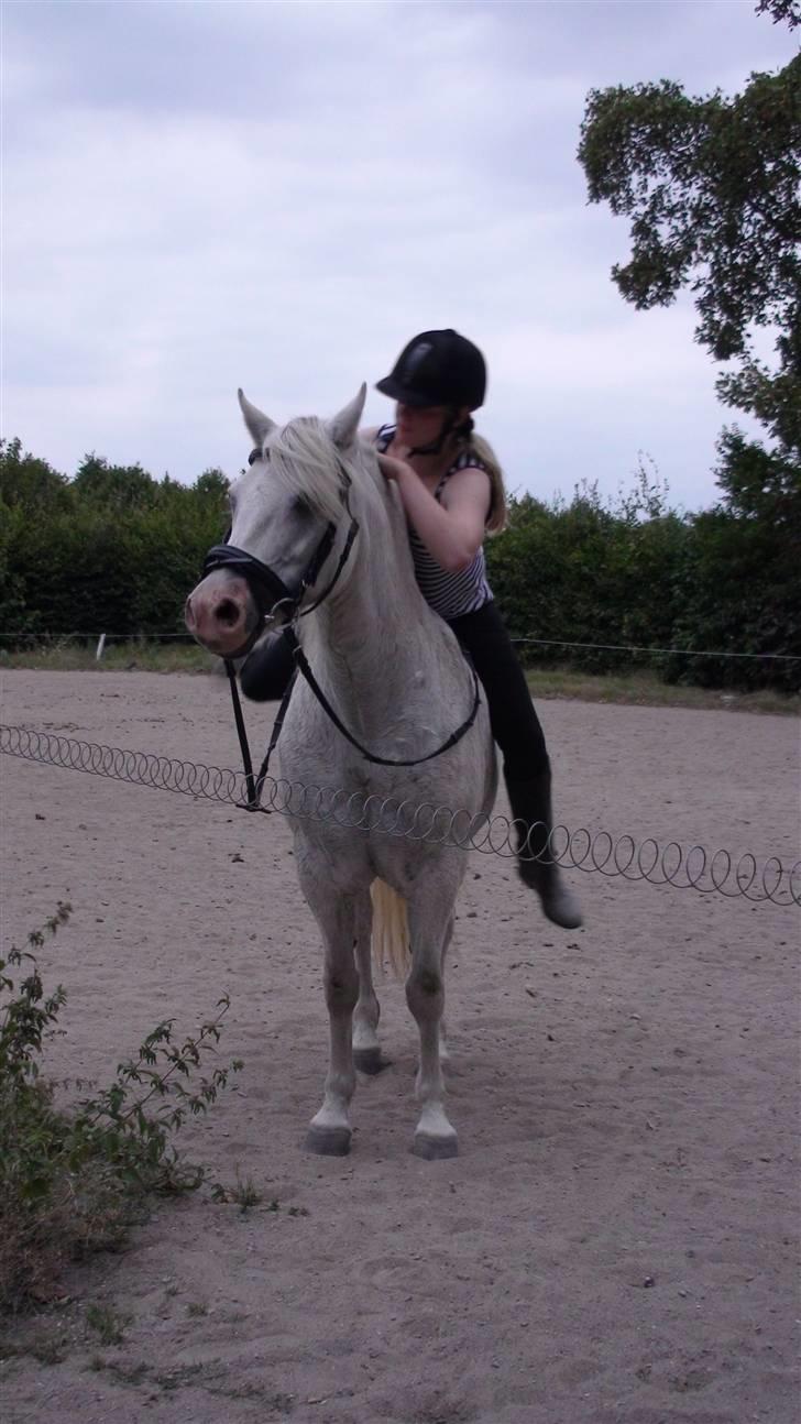 Træning med amiga på lyngby landbrugsskole billede 6