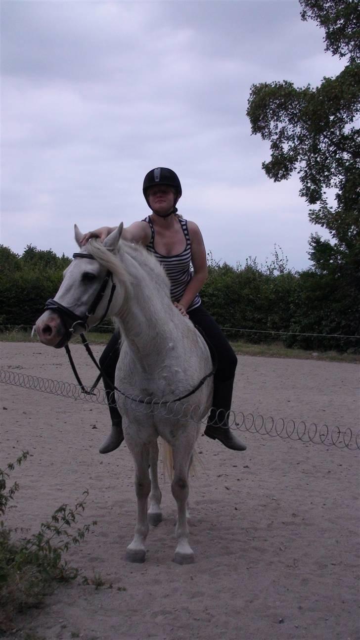 Træning med amiga på lyngby landbrugsskole billede 7