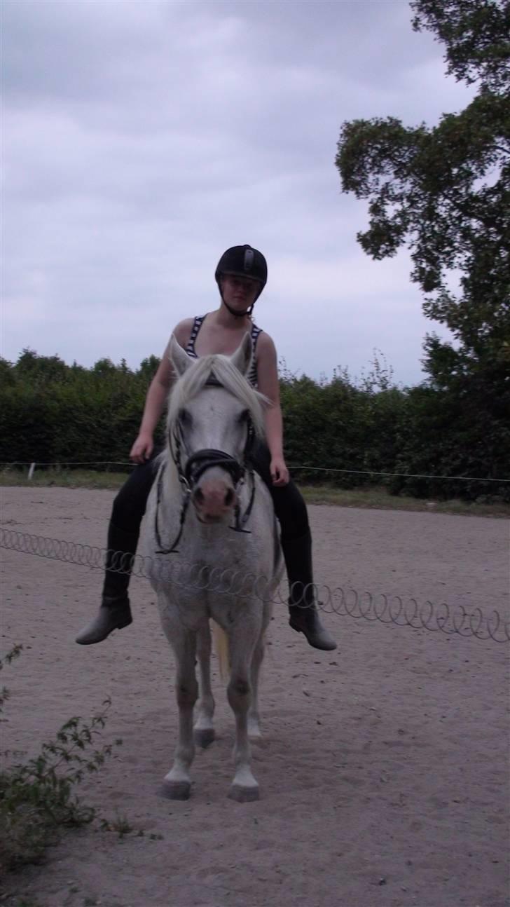 Træning med amiga på lyngby landbrugsskole billede 8