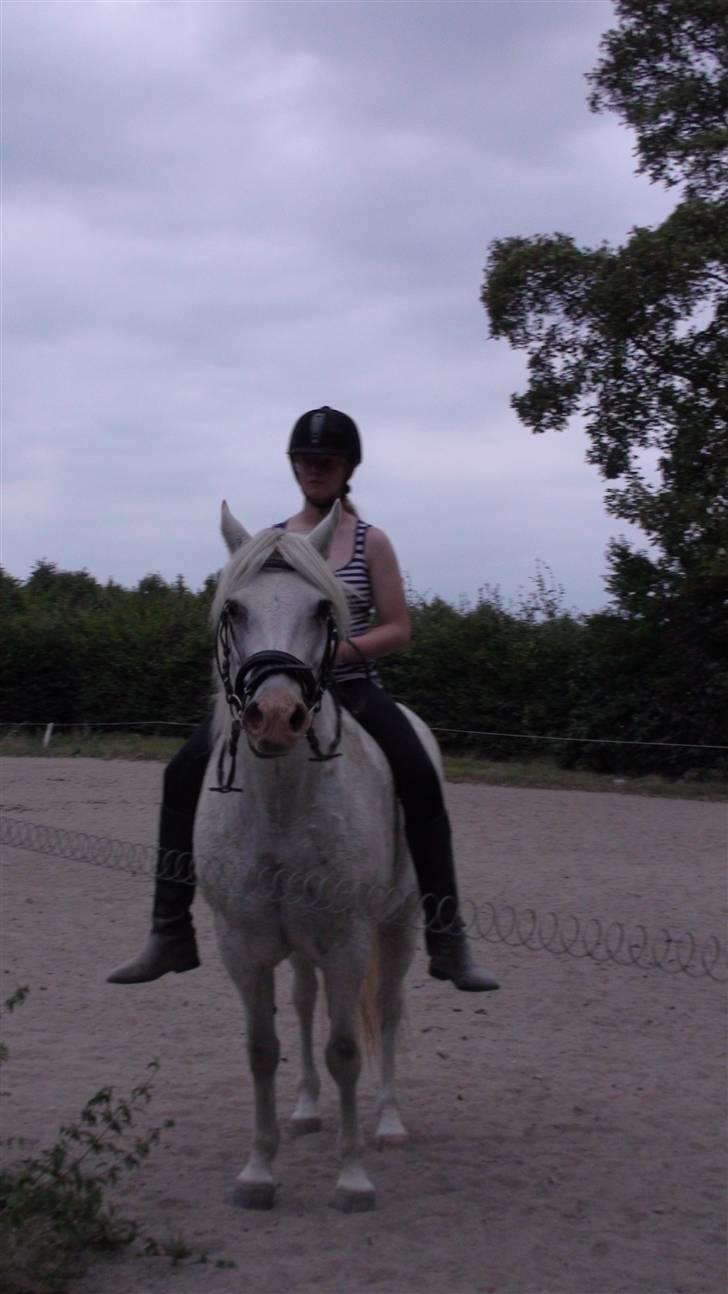Træning med amiga på lyngby landbrugsskole billede 9