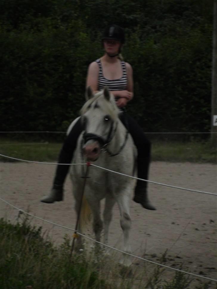 Træning med amiga på lyngby landbrugsskole billede 10