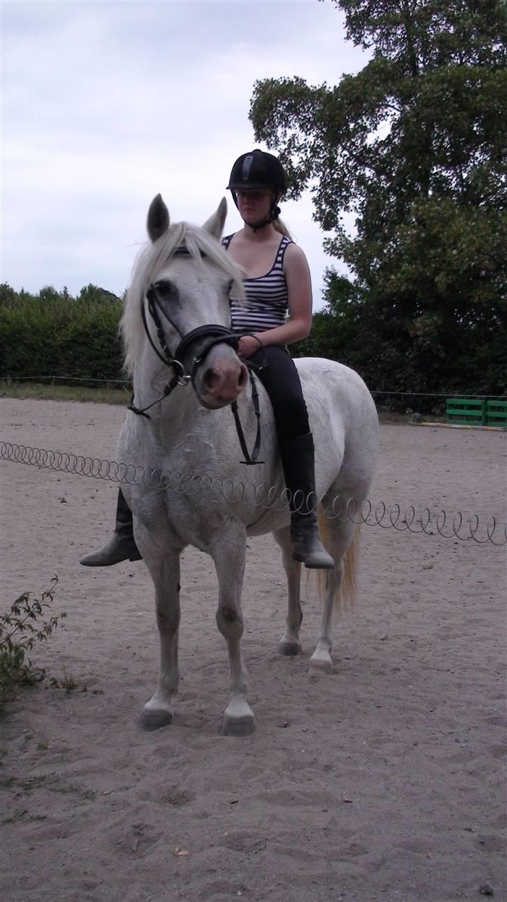 Træning med amiga på lyngby landbrugsskole billede 12