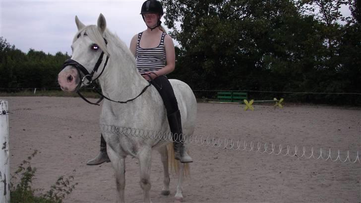Træning med amiga på lyngby landbrugsskole billede 13