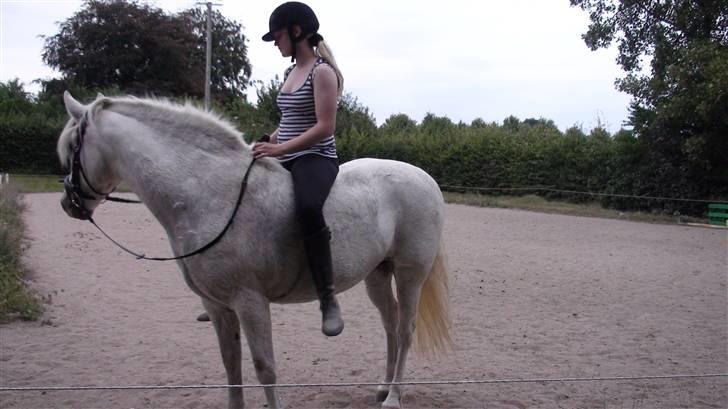 Træning med amiga på lyngby landbrugsskole billede 14