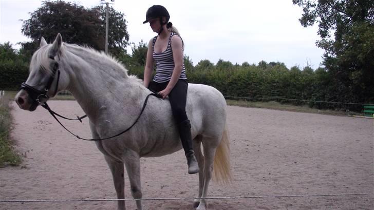 Træning med amiga på lyngby landbrugsskole billede 15