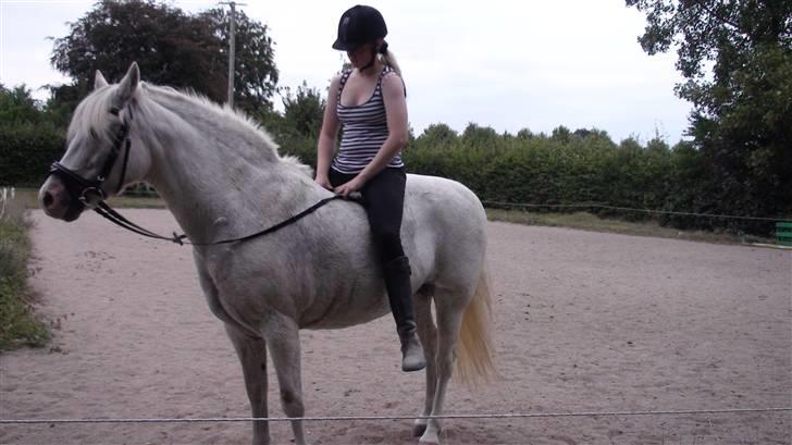 Træning med amiga på lyngby landbrugsskole billede 16