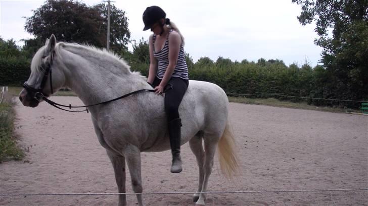 Træning med amiga på lyngby landbrugsskole billede 17
