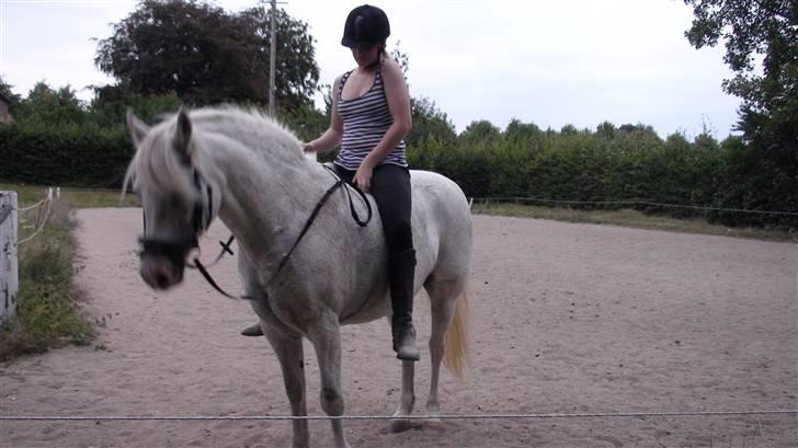 Træning med amiga på lyngby landbrugsskole billede 18