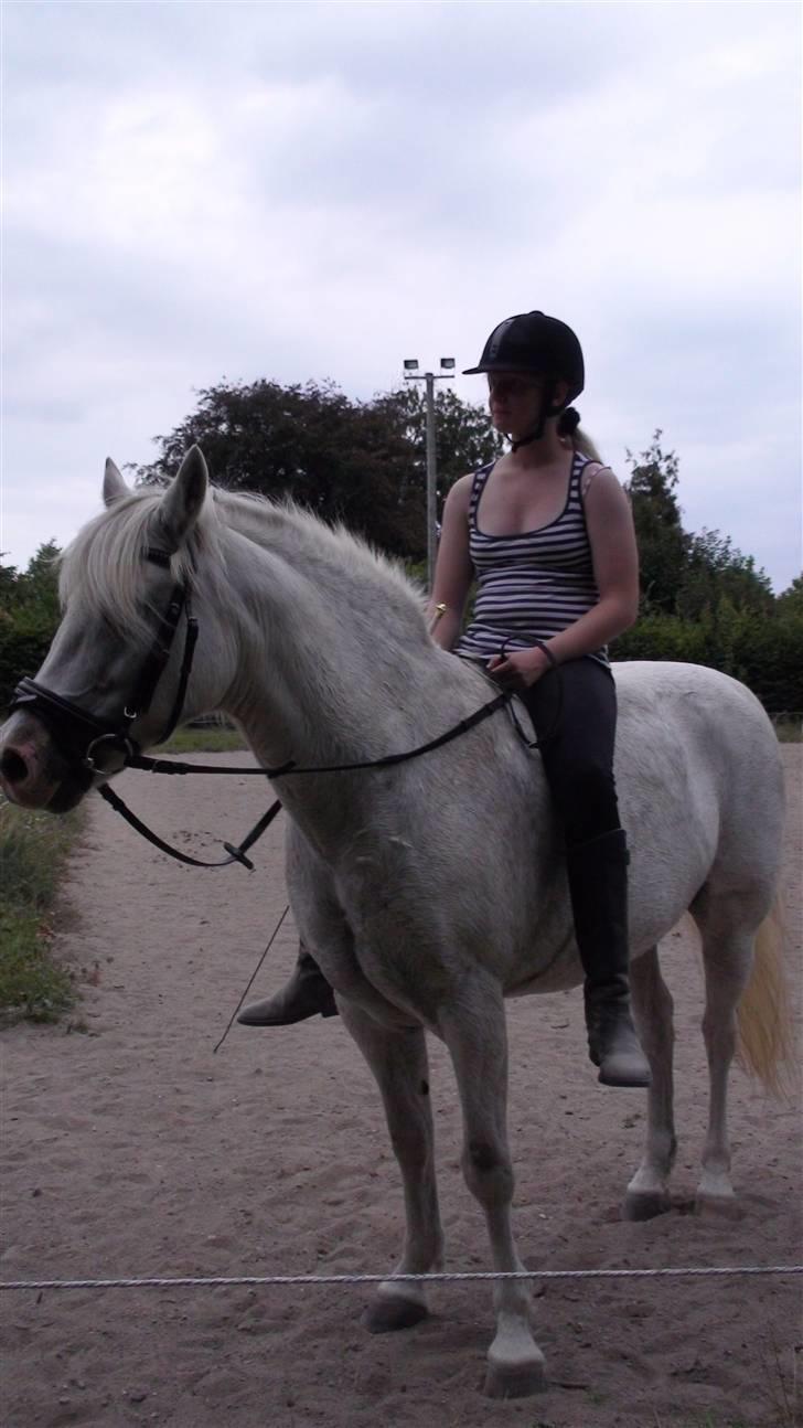 Træning med amiga på lyngby landbrugsskole billede 21