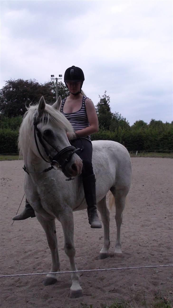 Træning med amiga på lyngby landbrugsskole billede 23