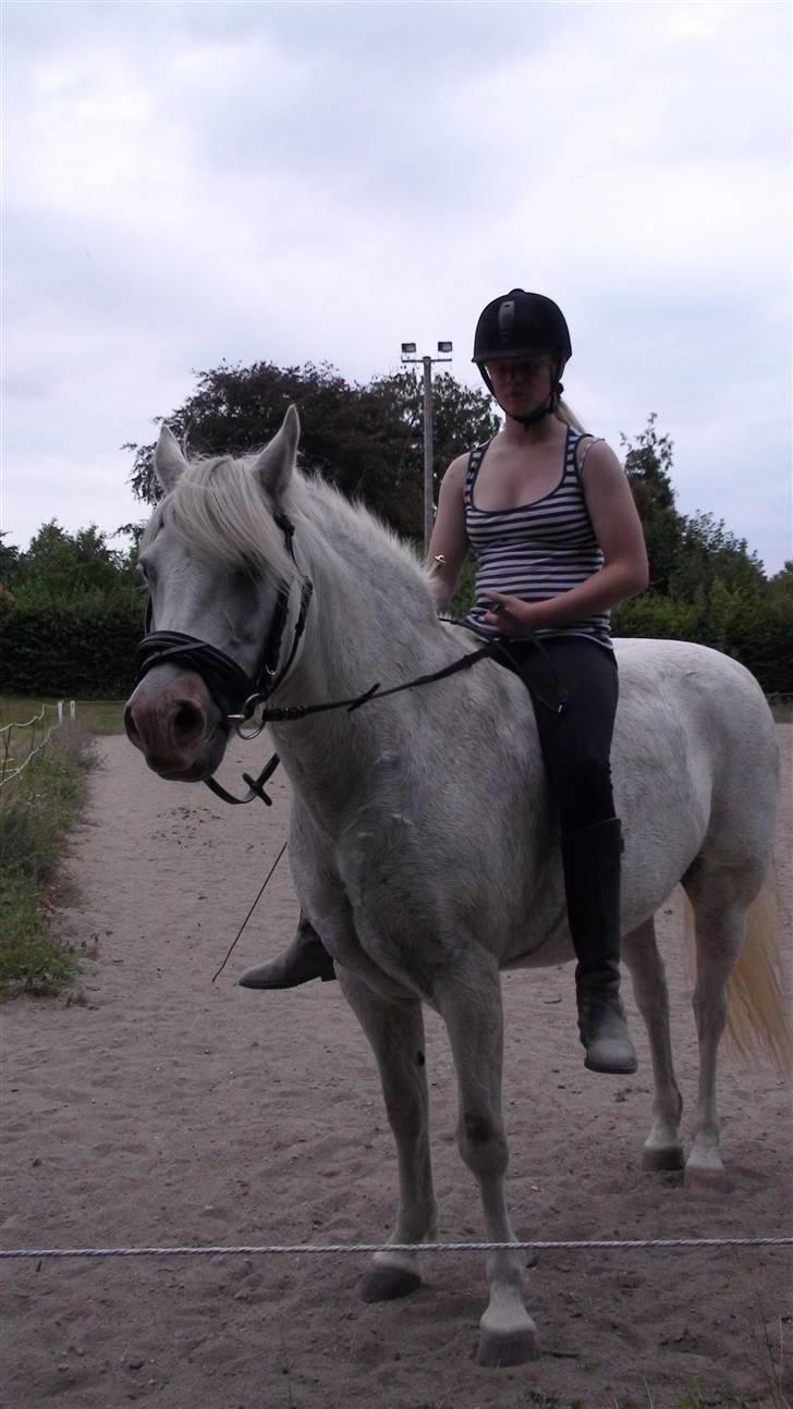 Træning med amiga på lyngby landbrugsskole billede 24