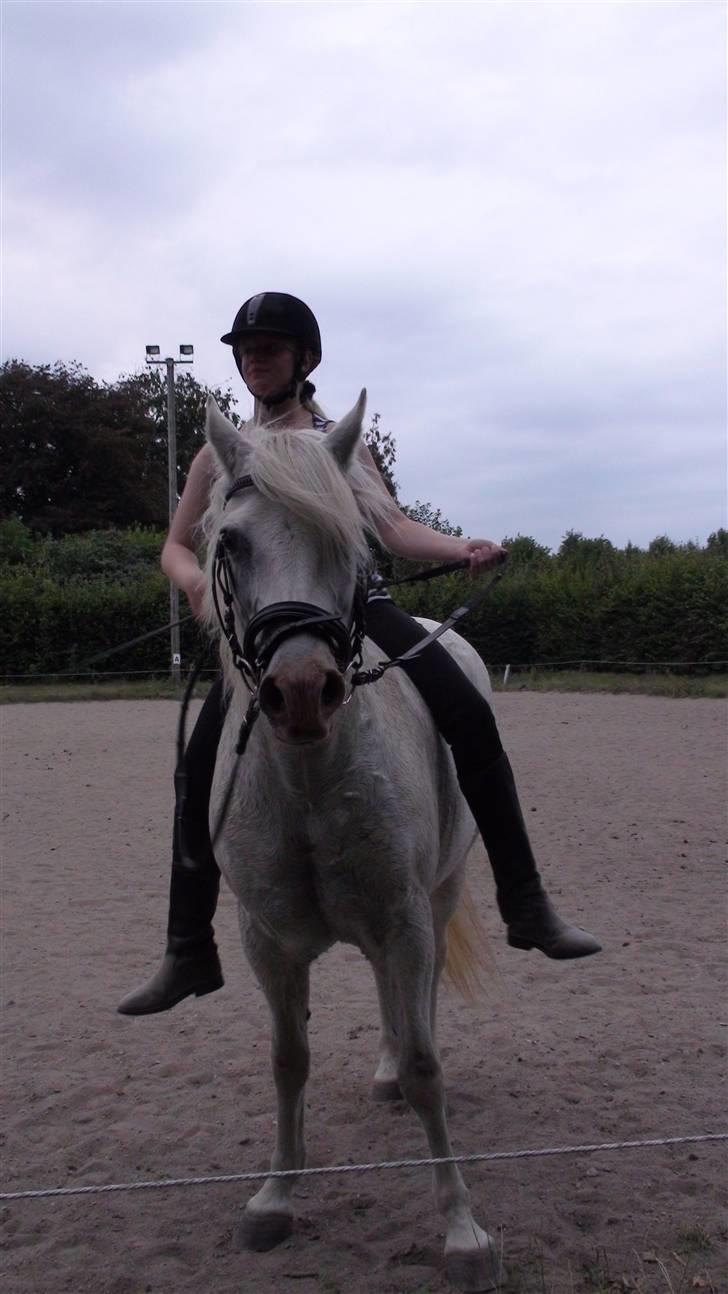 Træning med amiga på lyngby landbrugsskole billede 27