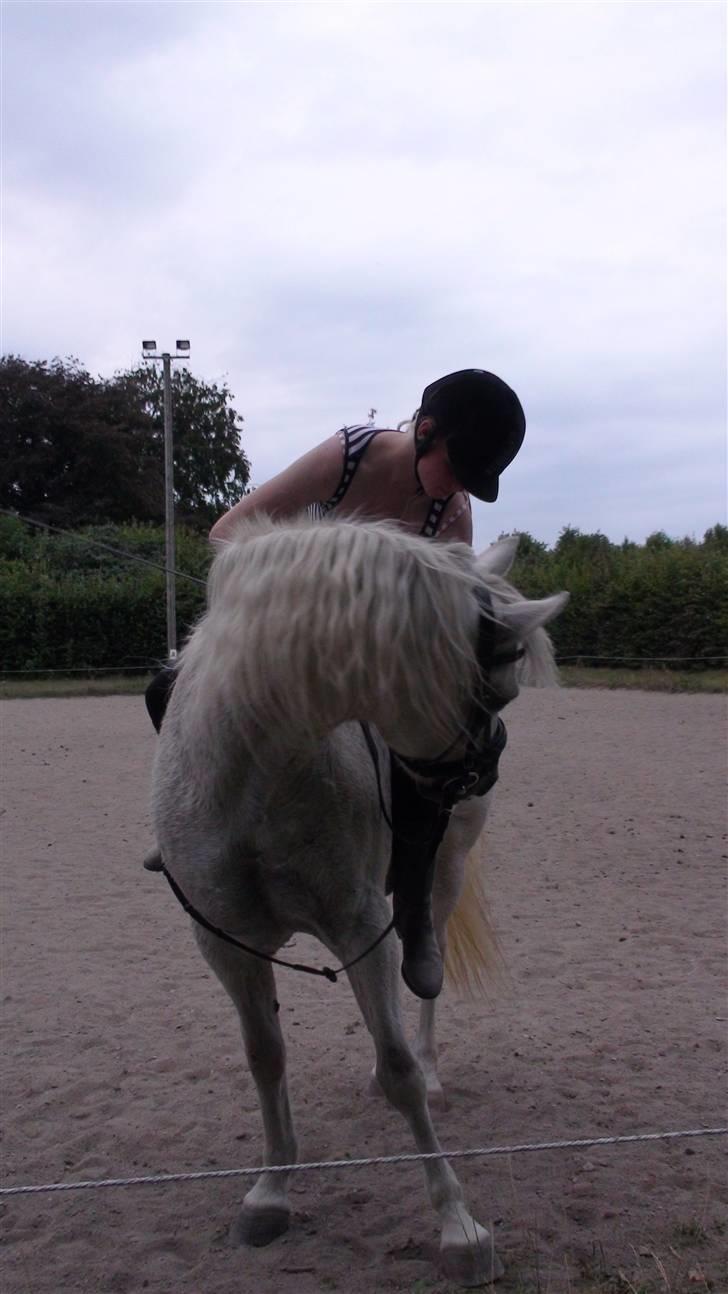 Træning med amiga på lyngby landbrugsskole billede 28