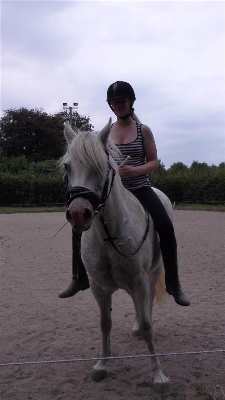 Træning med amiga på lyngby landbrugsskole billede 29