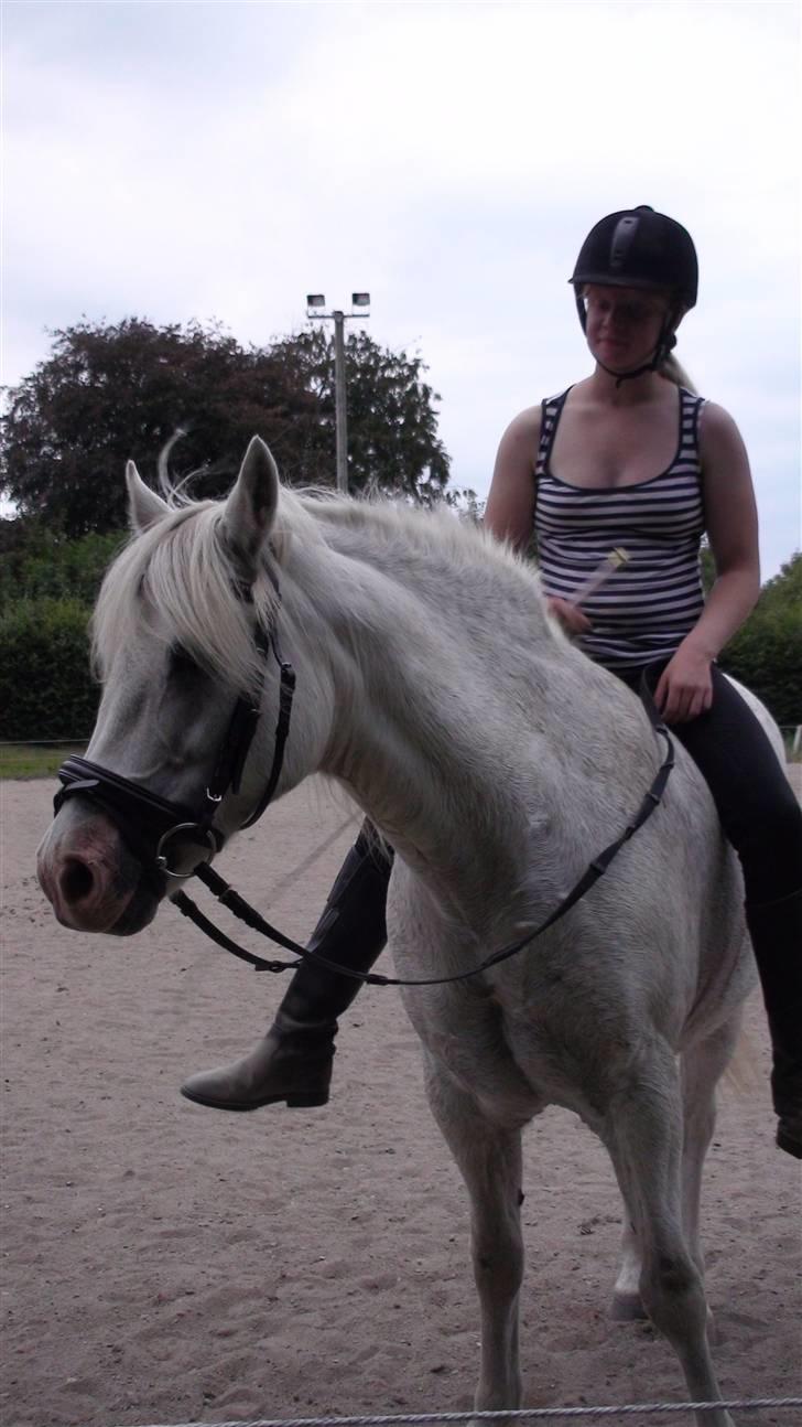 Træning med amiga på lyngby landbrugsskole billede 30