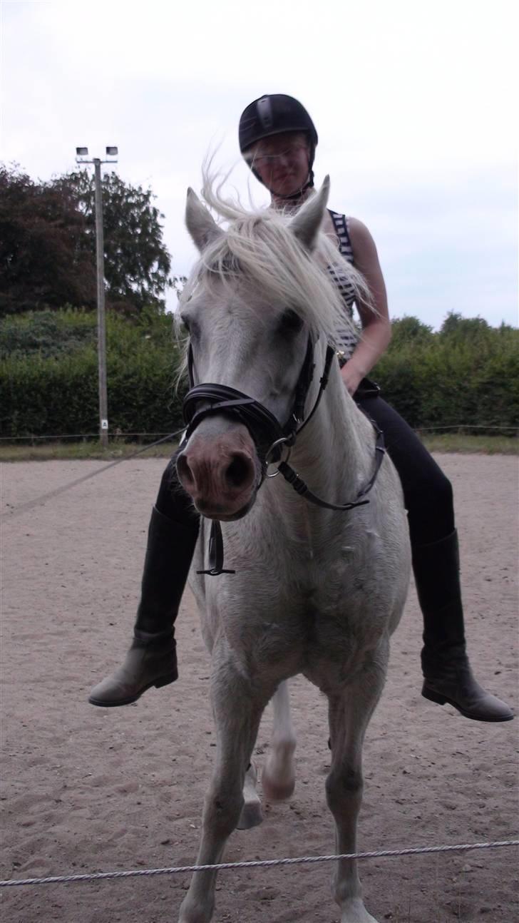 Træning med amiga på lyngby landbrugsskole billede 31