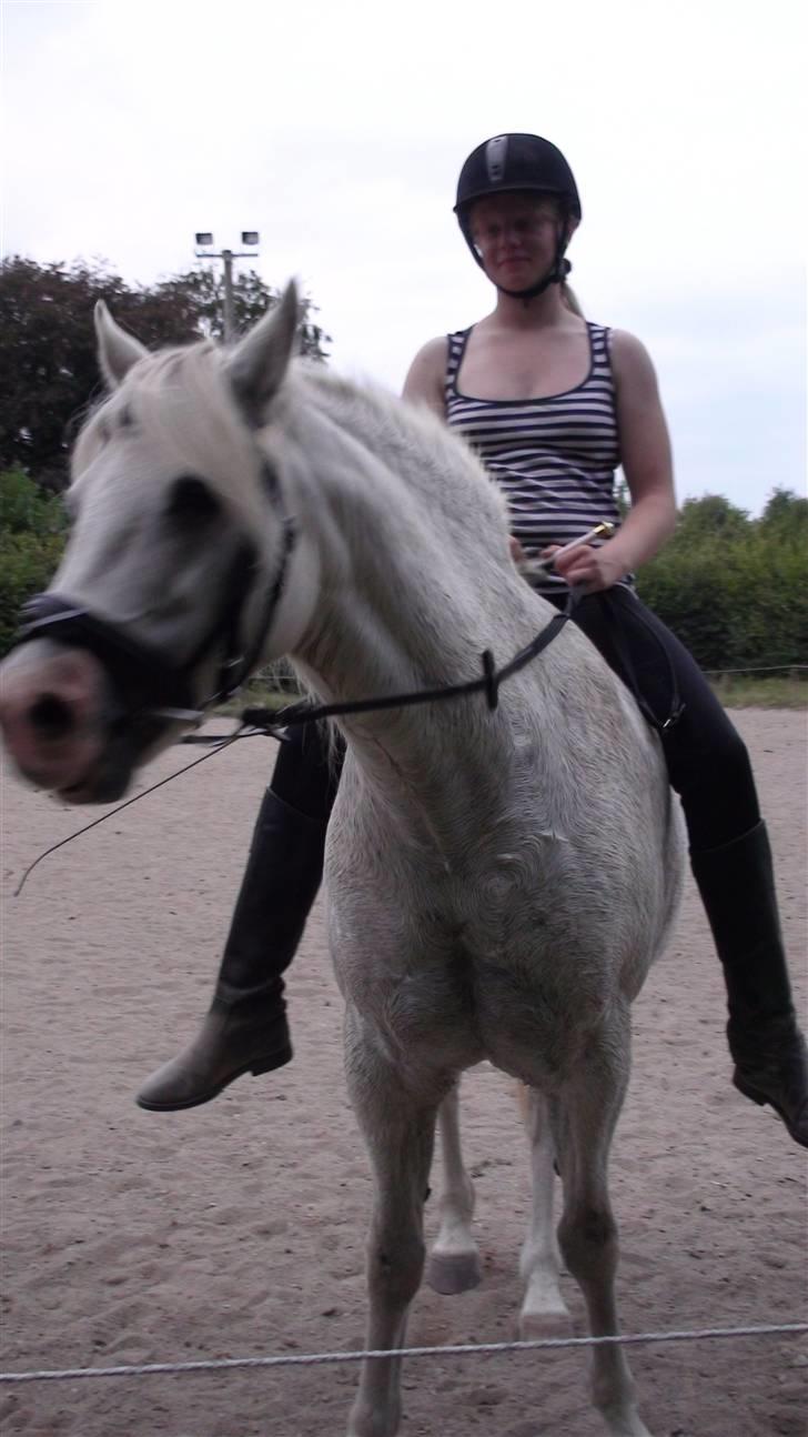 Træning med amiga på lyngby landbrugsskole billede 32