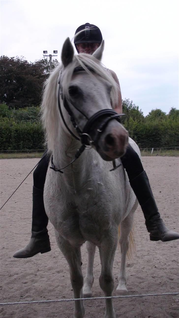 Træning med amiga på lyngby landbrugsskole billede 33