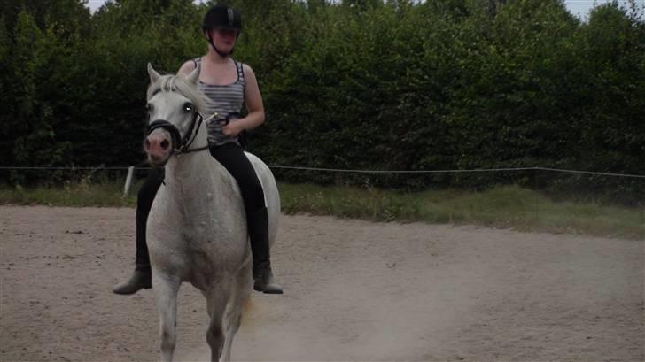 Træning med amiga på lyngby landbrugsskole billede 34